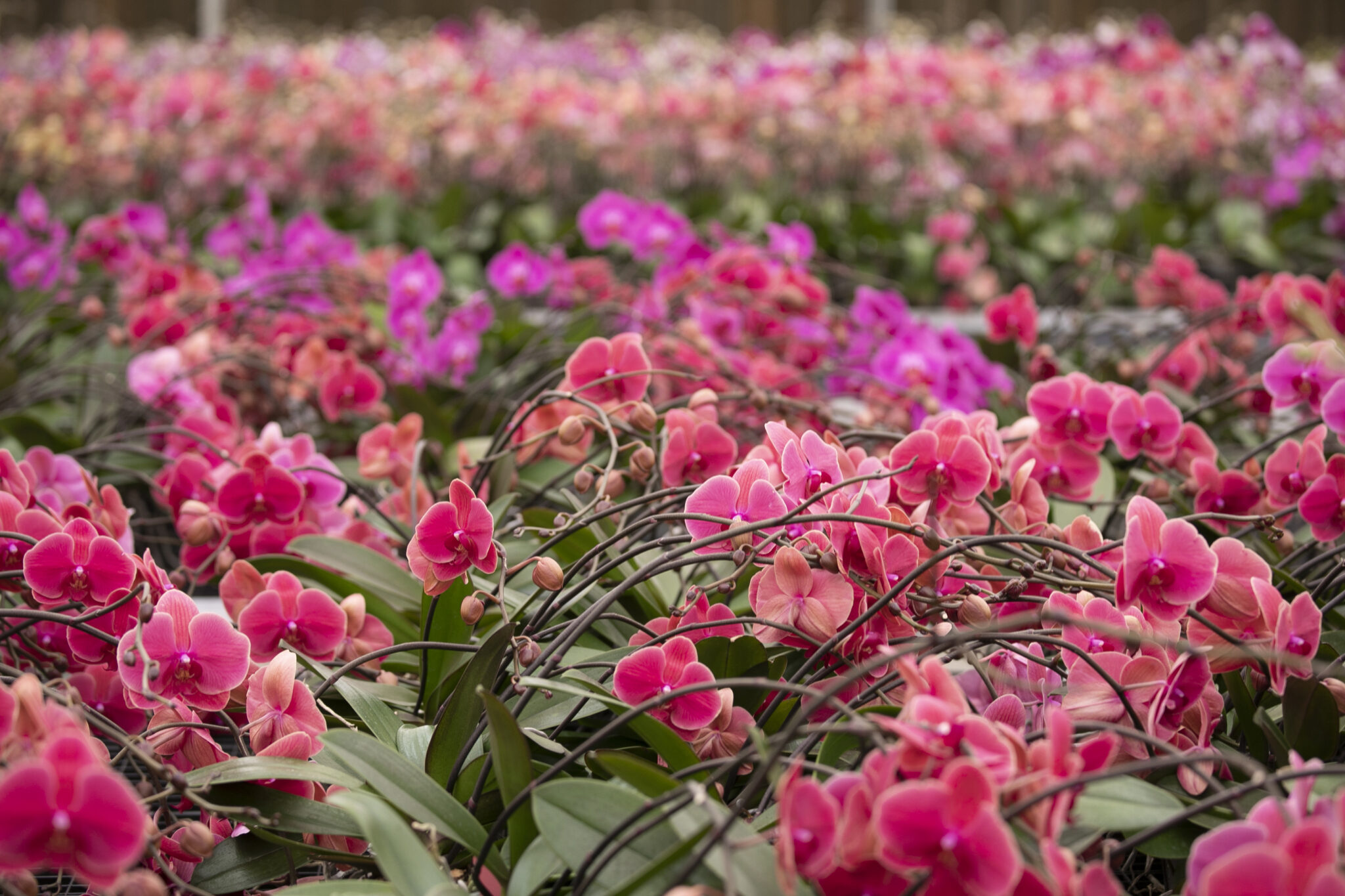 Orchid Rishi One Sisi Orchids